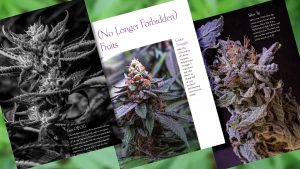 Sneak Peek at Beauty of Cannabis Book by Spurs Broken